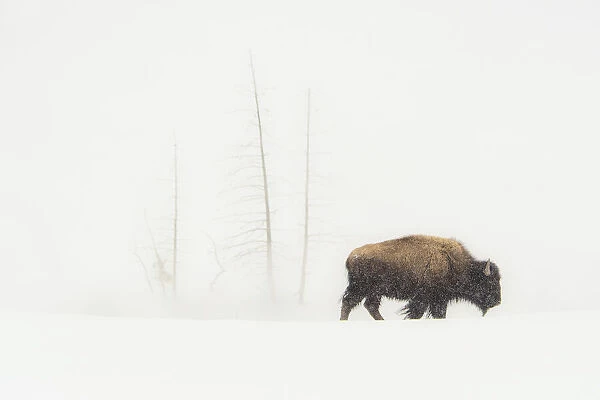 Lone Bull. USA, Wyoming, Yellowstone National Park
