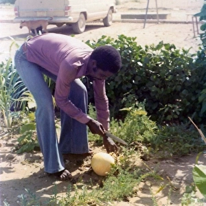 British Caribbean man cutting fruit in Oman