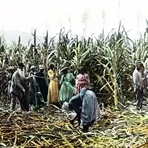 Cutting sugar cane, Jamaica, Victorian period