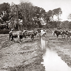 Digging an irrigation ditch, Egypt, circa 1880s