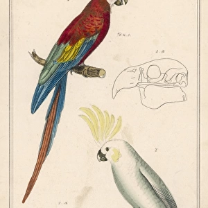 Macaw and Cockatoo