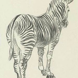 Pencil sketch of a Zebra