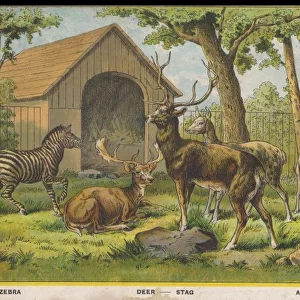 Zebra Deer and Stag