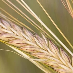 Barley - ripening seeds Norfolk UK