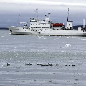 Barnacle Geese Alongside Arctic ship Prof Molcholov Coast of Spitzbergen