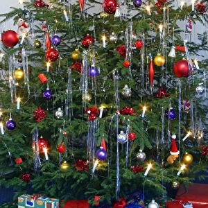 Christmas Tree - Norway spruce, young tree hung with decorations and presents
