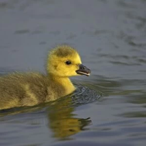 Mallard - Chick Anas platyrhynchos Hertfordshire, UK BI009663