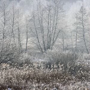 Marsh in winter - Marais de Chirens - February. Isere - France