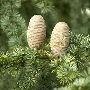 Pine Cones on Cedar Tree