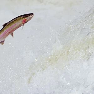 Rainbow Trout / Steelhead - jumping falls on Pacific Northwest river on migration to spawning bed. Steelhead are rainbow trout that have gone to the ocean for several years. Steelhead are now classified as salmon. LX227