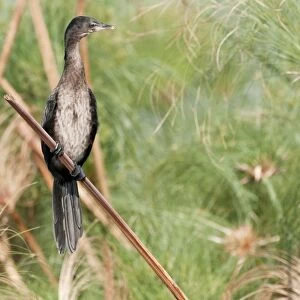 Reed Cormorant - perched on reed - Okavango River - Botswana