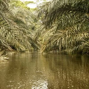 Riverine Forest / Rainforest Congo, Central Africa