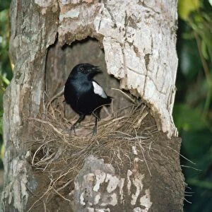 Seychelles Magpie-Robin - at nest