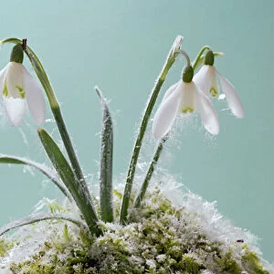 Snowdrop – frost covered plant in flower Bedfordshire UK 003505