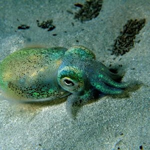 Southern Dumpling Squid, Euprymna tasmanica, This squid has a luminescent light organ which is fuelled by light emiting bacteria, Moonta Bay, South Australia, Australia, Southern Ocean