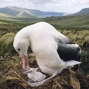 Southern Royal Albatross - adult feeding young chick in nest Campbell Island, New Zealand