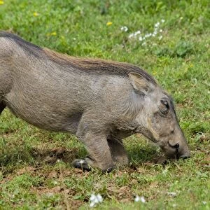 Warthog - grazing while kneeling. Diurnal, and only pig adapted for grazing and savanna habitats. Occurs in Northern and Southern Savanna areas of Africa. Addo Elephant National Park, Eastern Cape, South Africa