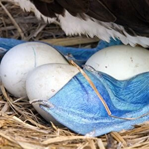 Blue-footed booby and eggs C013 / 7473