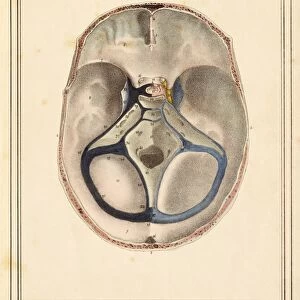 Brain sinuses, 1825 artwork