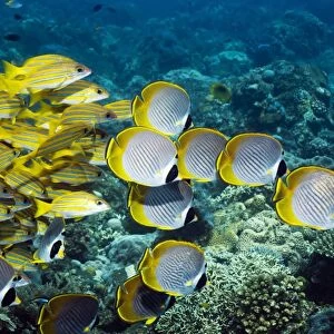 Butterflyfish and snappers