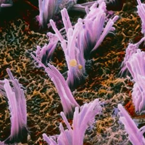 False-colour SEM of ciliated hair cells in the ear