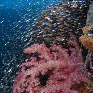 Glassfish swimming around soft coral
