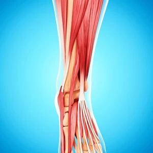 Human leg musculature, artwork F007 / 5153