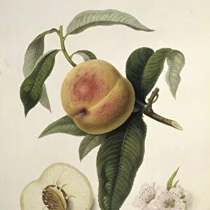 La Noblesse Peach (1818) C016 / 5449