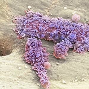 Liver macrophage cells, SEM