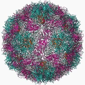 Rhinovirus 16 capsid, molecular model F006 / 9431