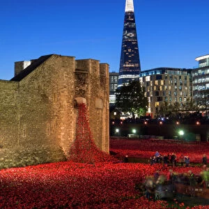 Ceramic poppies forming the installation Blood Swept Lands and Seas of Red to remember the Dead of the First World War, Tower of London at dusk, London, England, United Kingdom, Europe