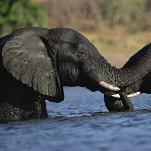 Elephants on the Chobe River, Boswana, Africa