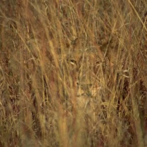 Portrait of a lioness hiding and camouflaged in long grass