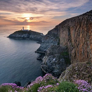 Wild flowers on the cliffs above South Stack lighthouse at sunset, South Stack, Anglesey, North Wales, United Kingdom, Europe