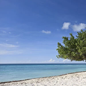 Caribbean, Netherland Antilles, Aruba, Divi Divi Tree on Eagle Beach
