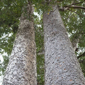 Kauri trees on 309 Kauri Grove trail, Coromandel Peninsula, North Island, New Zealand