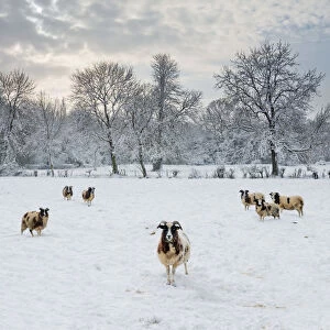 Sheep in Winter Landscape, Tasburgh, Norfolk, England