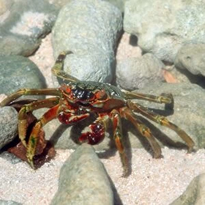 Crab on Mellu Island, . Rongelap, Marshall Islands (N. Pacific)