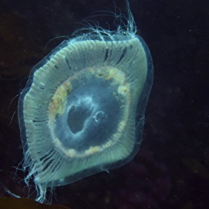 Jellyfish, Munsom island, Jeju-Do, South Korea (East Sea)