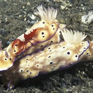 Nudibranch pair & cleaner shrimp (Risbecia tryoni). Indo Pacific