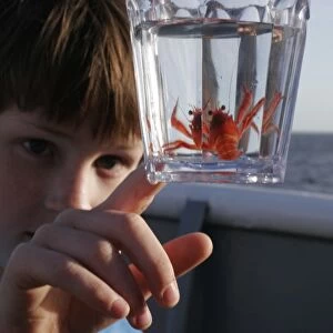 Pelagic crab (Pleuroncodes planipes) caught in glass with curious boy off the Baja Peninsula, Mexico. This crab is often called the red tuna crab