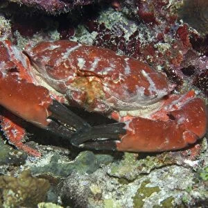 Splendid round crab, Etisus splendidus, Short drop-off, Palau, Micronesia