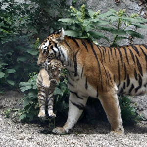 Niva, a Siberian tiger, carries a cub at the Budapest Zoo
