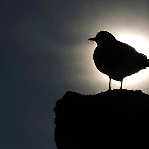 A silhouetted seagull stands on top of a statue at the Royal Lazienki Park in Warsaw