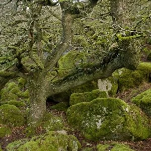 Ancient stunted Common Oak (Quercus sp. ) trees growing amongst moss covered boulders in moorland copse habitat