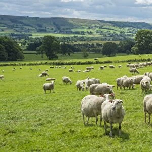 Domestic Sheep, Friesland Milk Sheep, ewes, flock standing in pasture, Leagram, Chipping, Lancashire, England, June