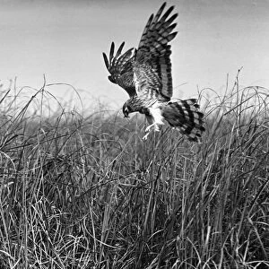 Montagus Harrier, May 1938, Sanderson field camera, serrac 8. 5 inch lens F/11, 1/50th shutter speed, film HSFP