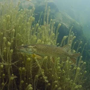 Northern Pike (Esox lucius) adult, swimming over waterweed in flooded former granite quarry, Stoney Cove