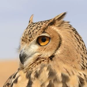 Pharaoh Eagle-owl (Bubo ascalaphus) adult, close-up of head, Dubai Desert Conservation Reserve, Al Maha, Dubai