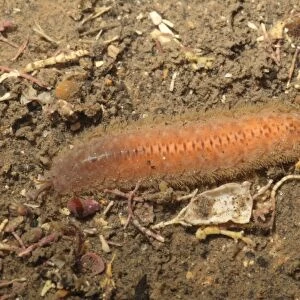 Scale Worm (Lagisca extenuata) adult, Kimmeridge Bay, Dorset, England, January